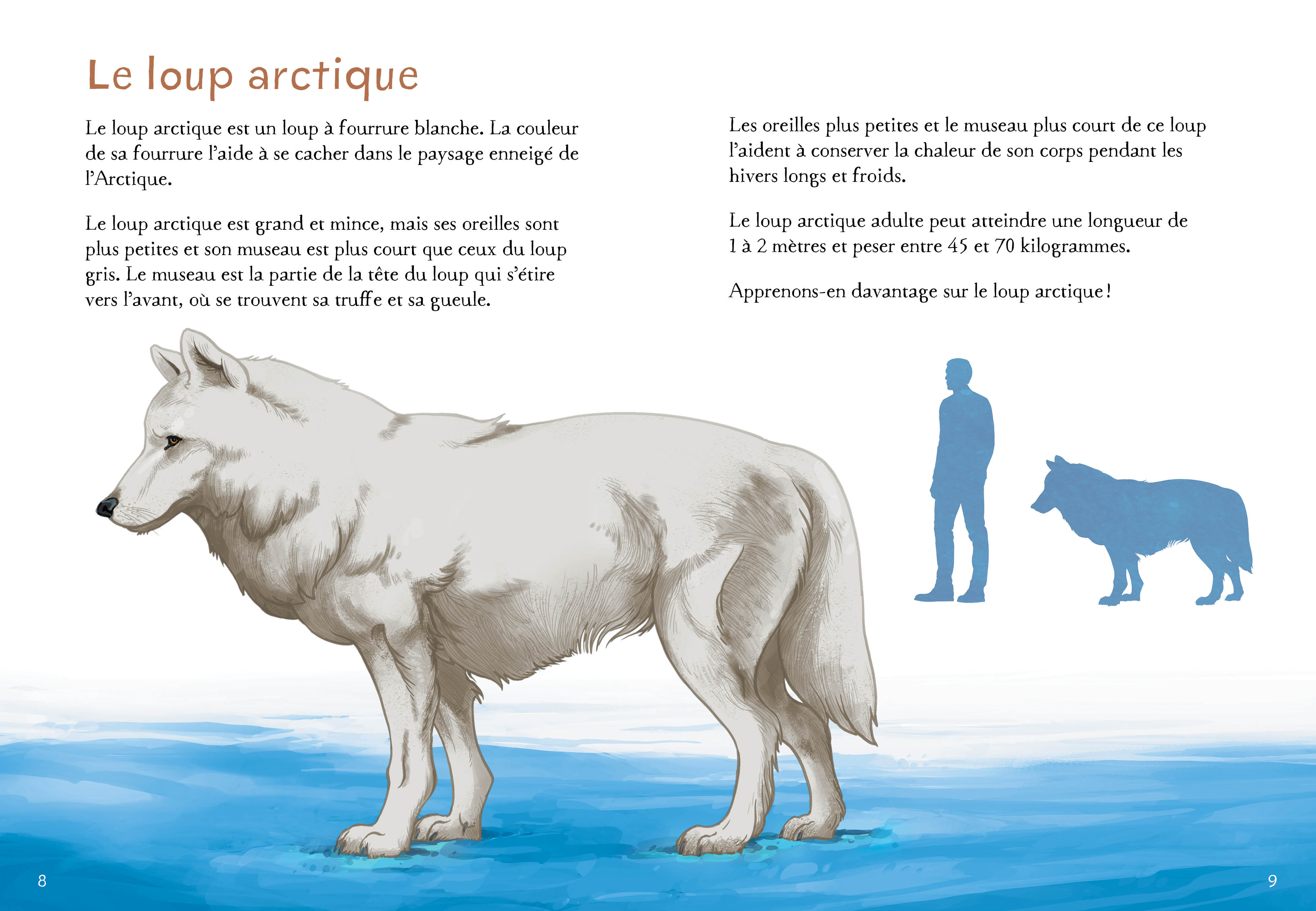 Loup arctique