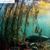 Great Bear Rainforest