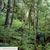 Great Bear Rainforest