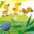 Little Duck