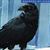 The Raven Mother