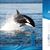 Defending Orcas